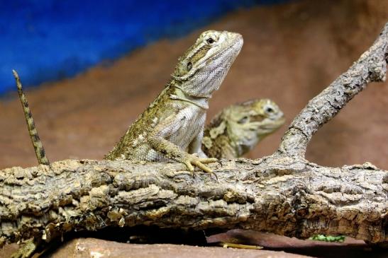 Zwergbartagame Zoo Vivarium Darmstadt 2017