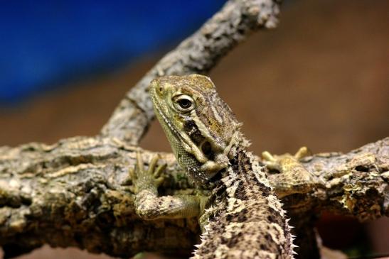 Zwergbartagame Zoo Vivarium Darmstadt 2017