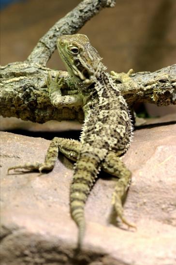 Zwergbartagame Zoo Vivarium Darmstadt 2017