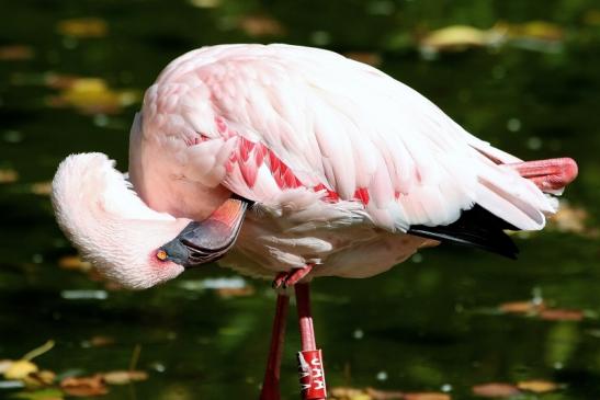 Zwergflamingo Opel Zoo Kronberg 2015