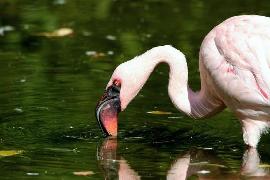 Zwergflamingo Opel Zoo Kronberg 2015