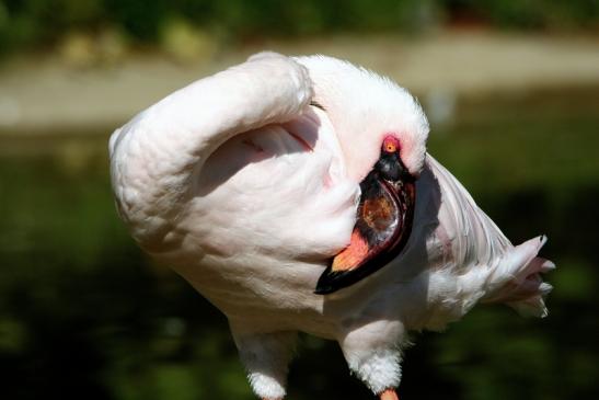 Zwergflamingo Opel Zoo Kronberg 2015