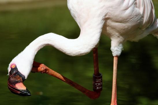 Zwergflamingo Opel Zoo Kronberg 2015