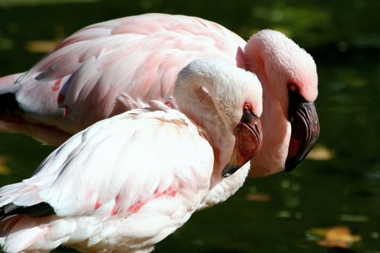 Zwergflamingo Opel Zoo Kronberg 2015