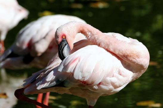 Zwergflamingo Opel Zoo Kronberg 2015