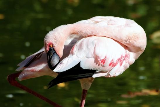 Zwergflamingo Opel Zoo Kronberg 2015