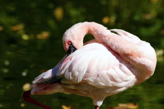 Zwergflamingo Opel Zoo Kronberg 2015