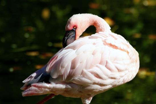 Zwergflamingo Opel Zoo Kronberg 2015