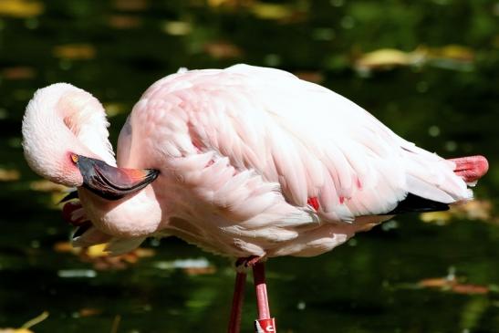 Zwergflamingo Opel Zoo Kronberg 2015