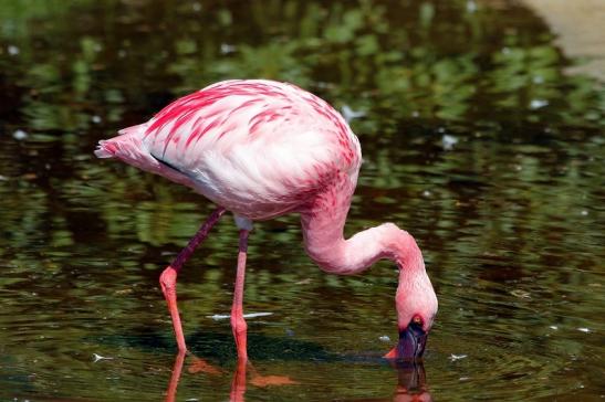 Foto des Monats August 2023 Zwergflamingo Opel Zoo Kronberg