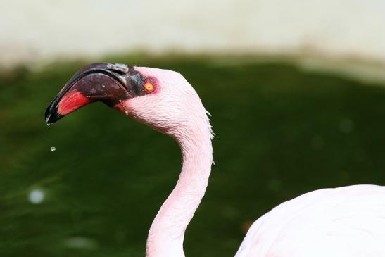 Zwergflamingo Opel Zoo Kronberg 2018