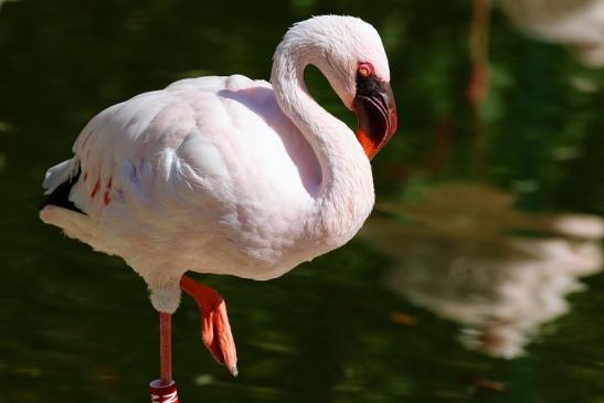 Zwergflamingo Opel Zoo Kronberg 2018