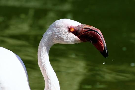 Zwergflamingo Opel Zoo Kronberg 2018