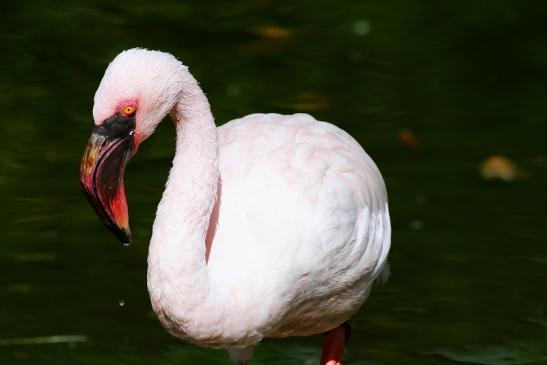 Zwergflamingo Opel Zoo Kronberg 2018