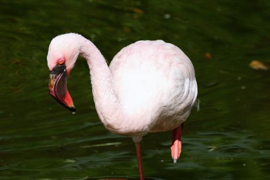 Zwergflamingo Opel Zoo Kronberg 2018