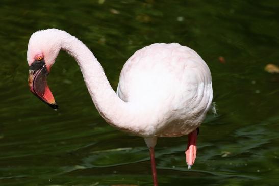 Zwergflamingo Opel Zoo Kronberg 2018