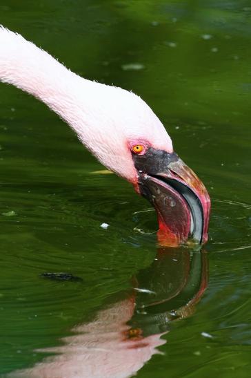 Zwergflamingo Opel Zoo Kronberg 2018