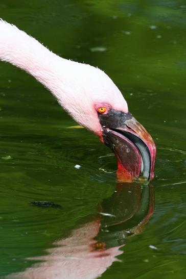 Zwergflamingo Opel Zoo Kronberg 2018