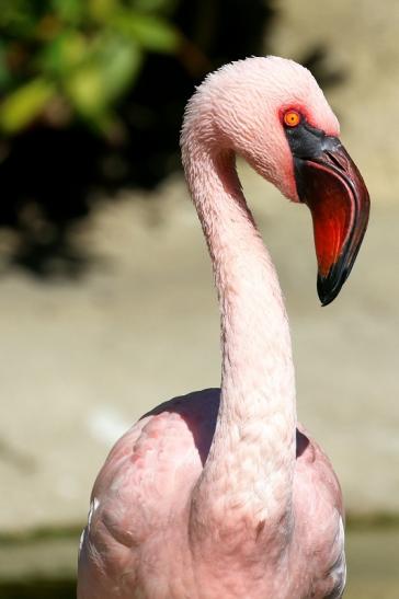 Zwergflamingo Opel Zoo Kronberg 2019