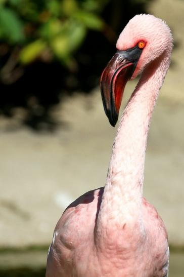 Zwergflamingo Opel Zoo Kronberg 2019