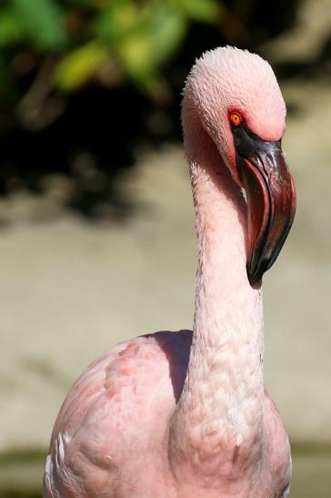 Zwergflamingo Opel Zoo Kronberg 2019