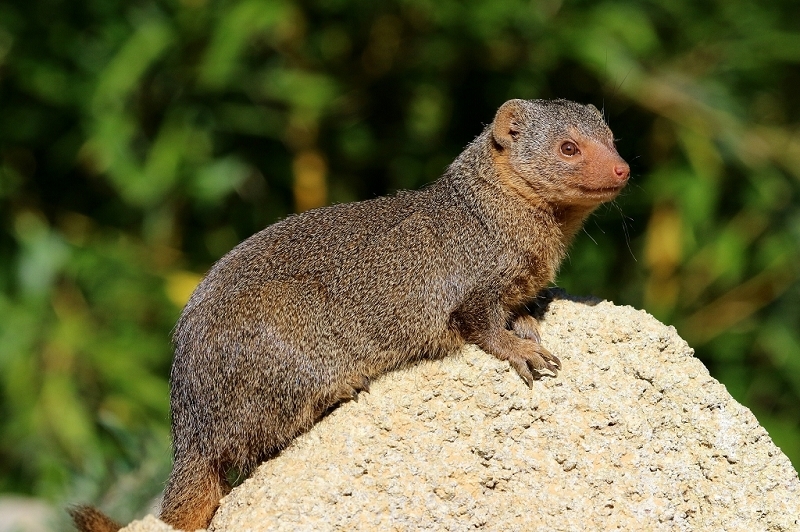 Zwergmanguste Opel Zoo Kronberg 2015