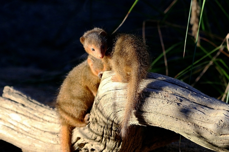 Zwergmanguste Opel Zoo Kronberg 2016