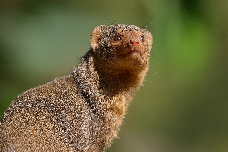 Zwergmanguste Opel Zoo Kronberg 2018