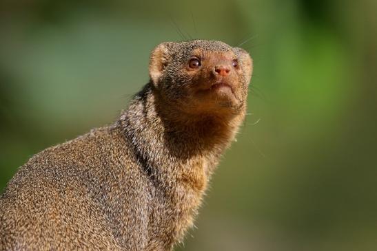 Zwergmanguste Opel Zoo Kronberg 2018