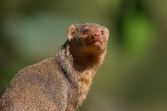 Zwergmanguste Opel Zoo Kronberg 2018