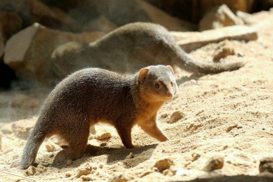 Zwergmanguste Südliche Art Zoo Vivarium Darmstadt 2019