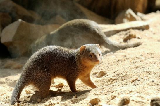 Zwergmanguste Zoo Vivarium Darmstadt 2019