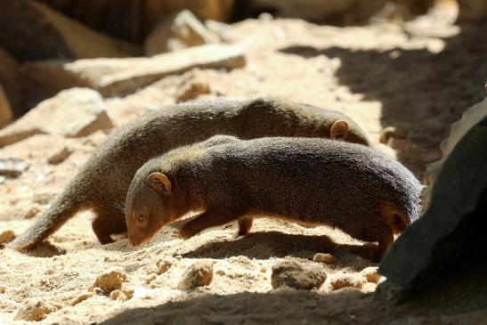 Zwergmanguste Zoo Vivarium Darmstadt 2019