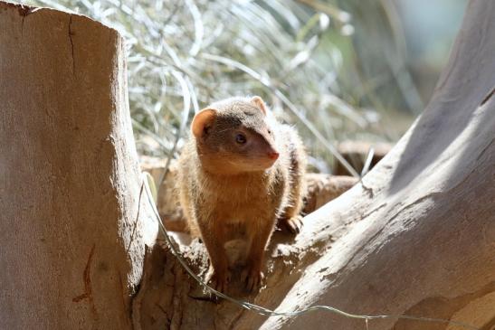 Zwergmanguste Südliche Art Zoo Vivarium Darmstadt 2019