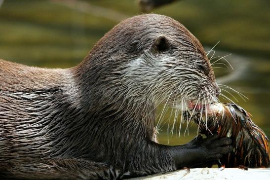 Zwergotter Zoo Frankfurt am Main 2015