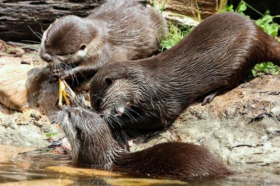 Zwergotter Zoo Frankfurt am Main 2015