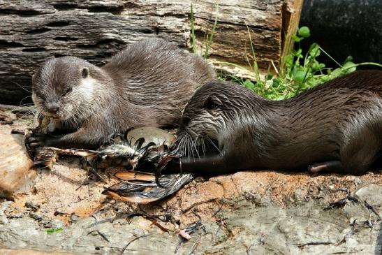 Zwergotter Zoo Frankfurt am Main 2015