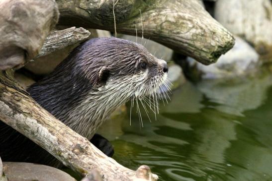 Zwergotter Zoo Frankfurt am Main 2012 