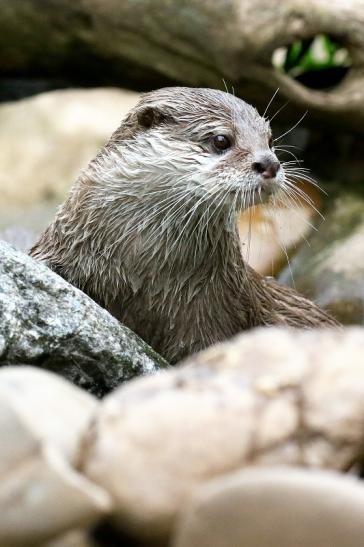 Zwergotter Zoo Vivarium Darmstadt 2019