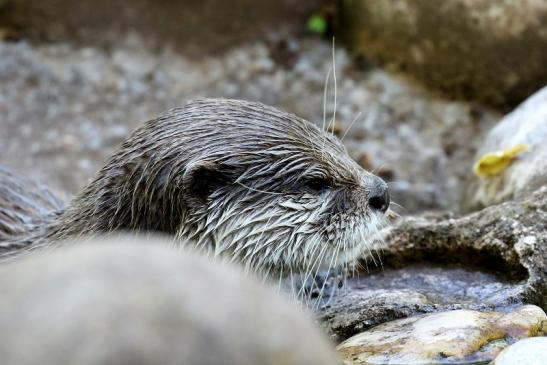 Zwergotter Zoo Vivarium Darmstadt 2020