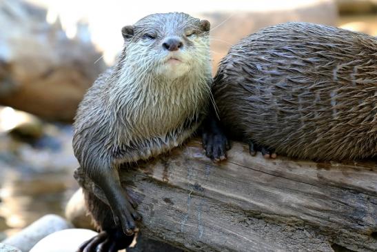 Zwergotter Zoo Vivarium Darmstadt 2020