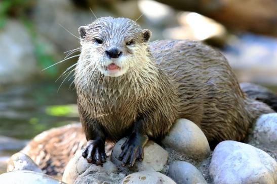 Zwergotter Zoo Vivarium Darmstadt 2020