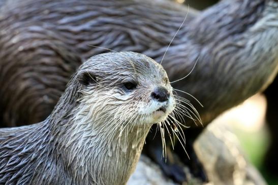 Zwergotter Zoo Vivarium Darmstadt 2020