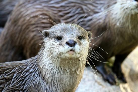 Zwergotter Zoo Vivarium Darmstadt 2020