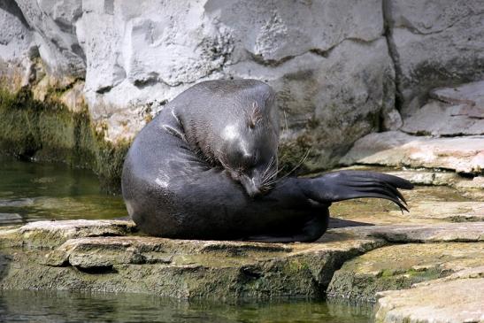 Zwergseebär Zoo Frankfurt am Main 2012