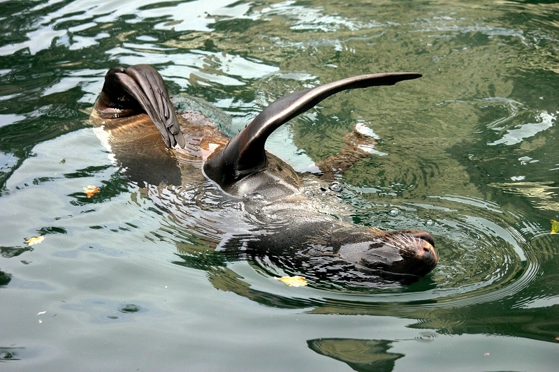 Zwergseebär Zoo Frankfurt am Main 2012