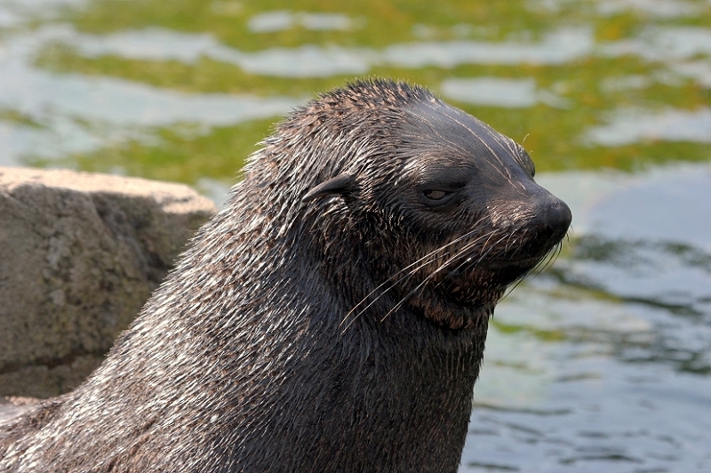 Zwergseebär Zoo Frankfurt am Main 2013 