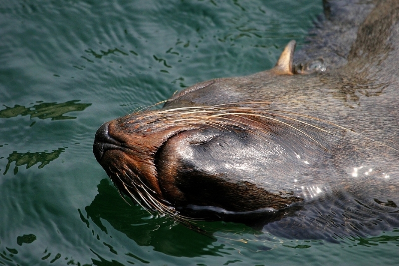 Zwergseebär Zoo Frankfurt am Main 2014