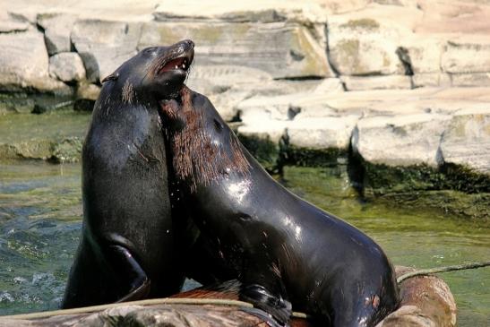 Zwergseebär Zoo Frankfurt am Main 2014