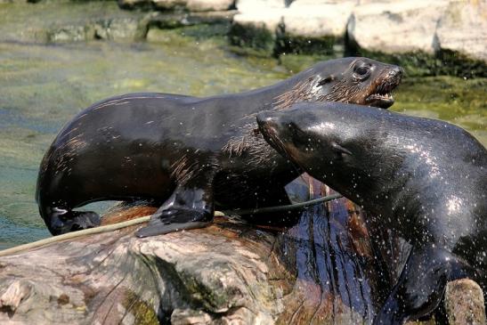 Zwergseebär Zoo Frankfurt am Main 2014